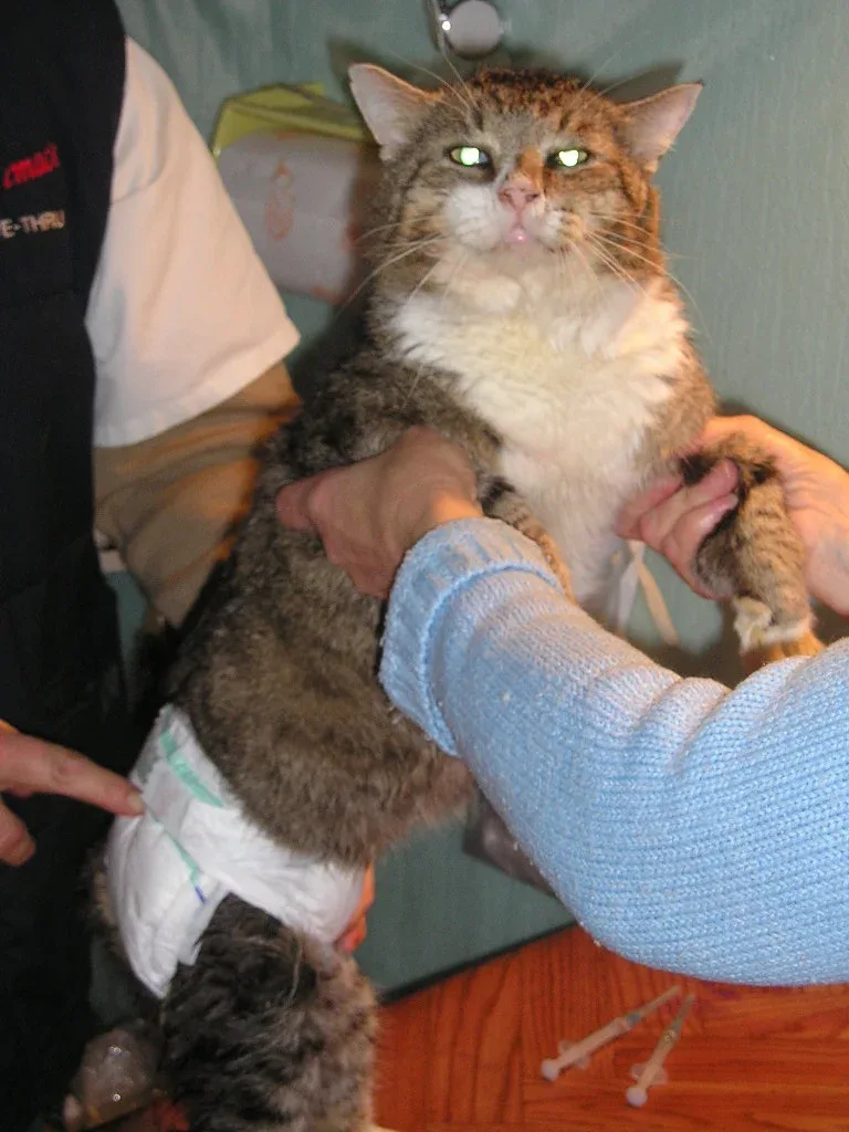 Linnafauna Zoovetkeskus OÜ - 3