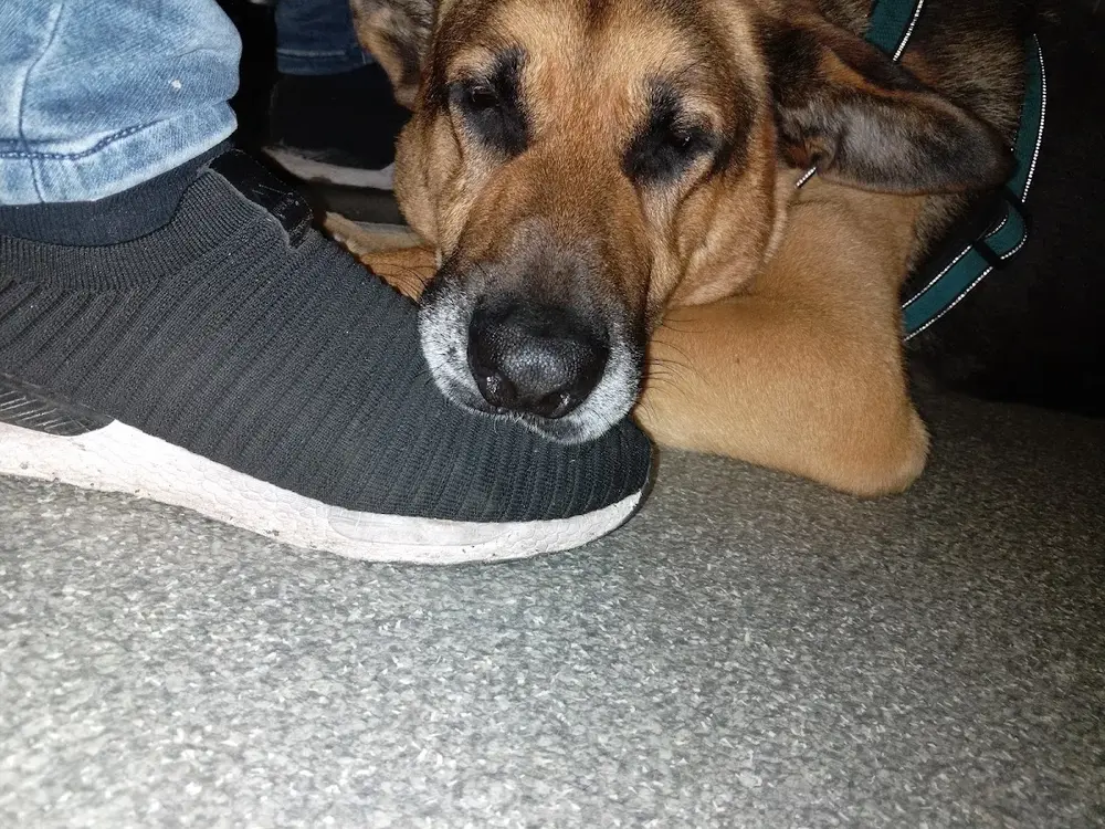 Maxi Lemmikloomakliinik OÜ - 2