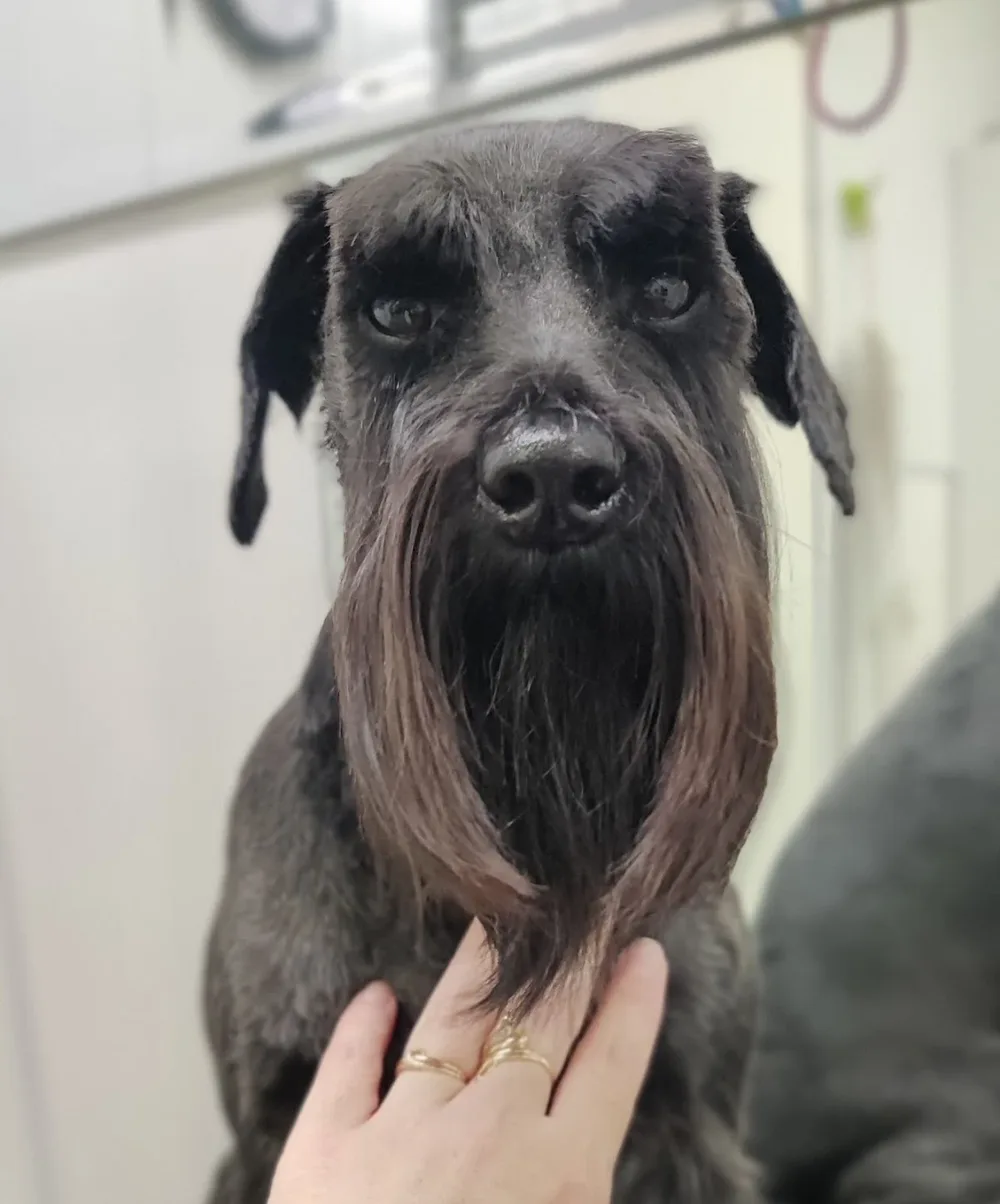 Mustakivi Loomakliinik