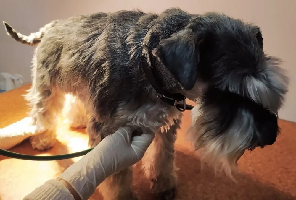 NOSTREM PET OÜ VETERINAARKLIINIK